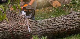 Best Firewood Processing and Delivery  in Midway, FL