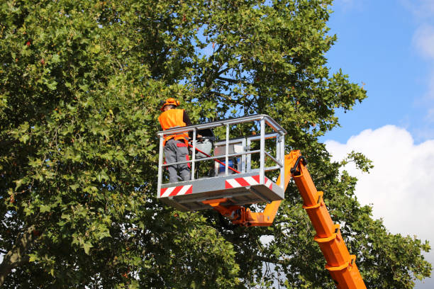 Best Tree Disease Treatment  in Midway, FL