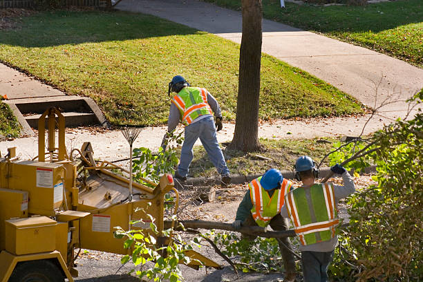 How Our Tree Care Process Works  in  Midway, FL