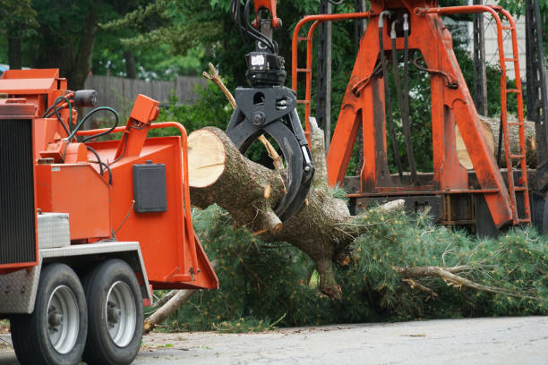 Best Utility Line Clearance  in Midway, FL